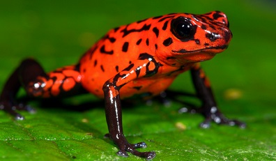 What are some facts about poison dart frogs?