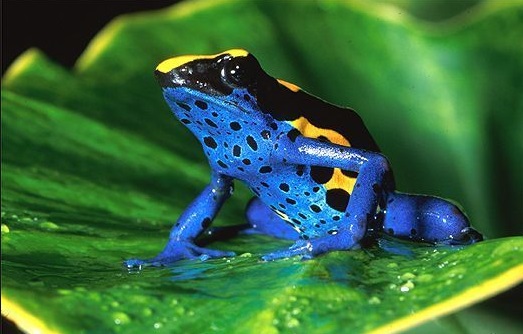 What are some facts about poison dart frogs?