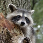 Raccoon on tree