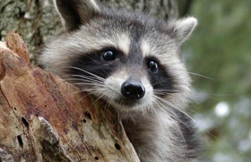 Raccoon – Procyon lotor