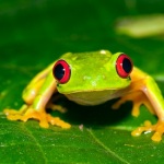 Red Eyed Tree Frog