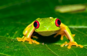 Red Eyed Tree Frog – Agalychnis callidryas