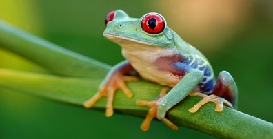 Red Eyed Tree Frog, Vancouver Acuarium