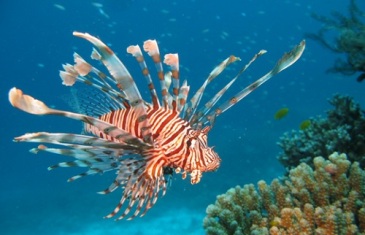 Red Lionfish – Pterois volitans