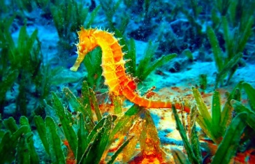 Seahorse – Hippocampus