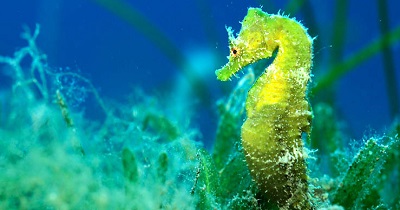 Seahorse Australia