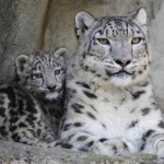 Snow leopard