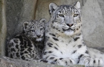 Snow Leopard – Panthera Uncia