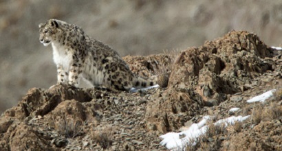 Snow leopard habitat