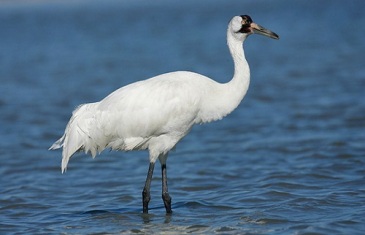 Whooping Crane – Grus Americana