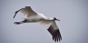 Whooping Crane, migration