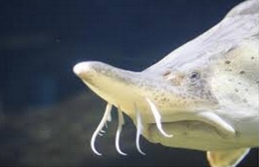 Beluga Sturgeon – Huso huso