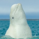 Beluga whale