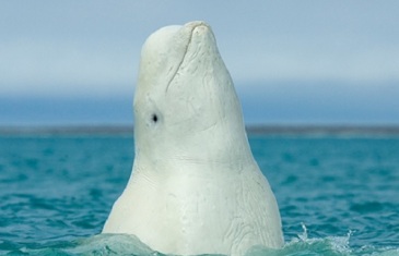 Beluga Whale – Delphinapterus leucas