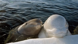 Beluga whale with calve