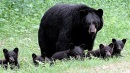 Black bear family