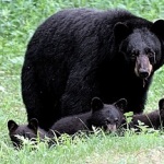 Black bear family