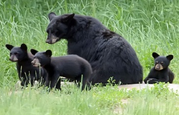 Black Bear – Ursus Americanus