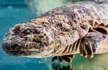 Chinese Giant Salamander – Andrias davidianus