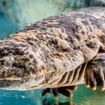 Chinese giant salamander from Prague Zoo