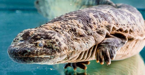 Chinese giant salamander from Prague Zoo