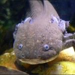 Mexican Axolotl