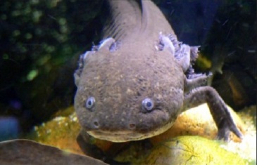 Axolotl – Ambystoma mexicanum