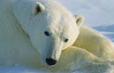 Polar Bear – Ursus maritimus