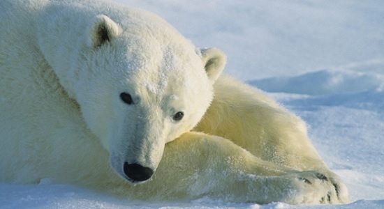 Polar bear in the Canadian Arctic