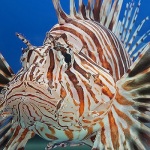Red Lionfish from the London Aquarium