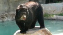 Andean Bear at Reid Park Zoo