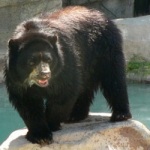 Andean Bear at Reid Park Zoo