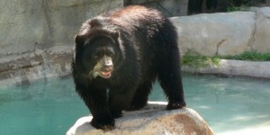 Andean Bear at Reid Park Zoo