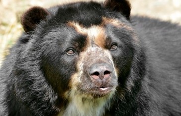 Spectacled/Andean Bear-Tremarctos ornatus