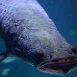 Arapaima