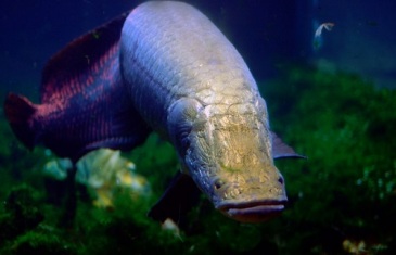 Arapaima – Arapaima gigas