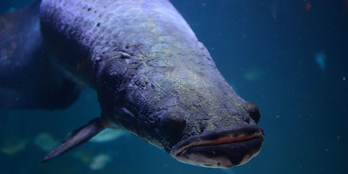 Arapaima