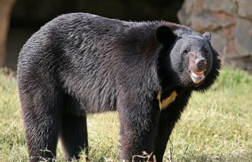 Asiatic Black Bear – Ursus Thibetanus