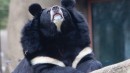 Asiatic Black Bear from the Philadelphia Zoo