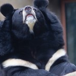 Asiatic Black Bear from the Philadelphia Zoo