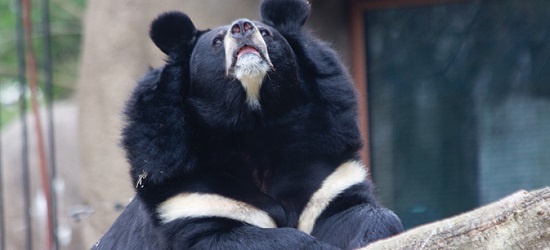 Asiatic Black Bear from the Philadelphia Zoo