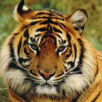 Bengal Tiger. Endangered