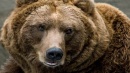 Brown Bear