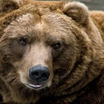 Brown Bear