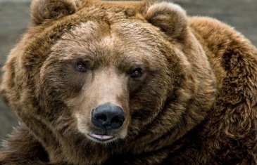 Brown Bear – Ursus arctos