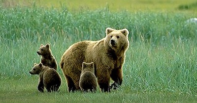 Brown Bear family