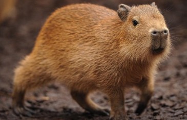Capybara – Hydrochoerus hydrochaeris