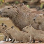 Capybara Family