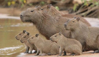 Capybara Family | facts about animals