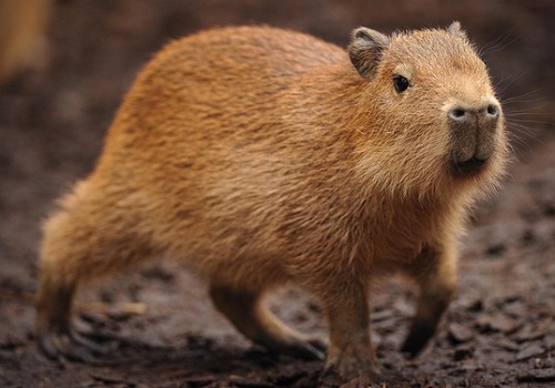 Capivara (capybara)  Capybara, Endangered animals facts, Worlds cutest  animals